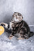 Raveline | Scottish Fold Kitten