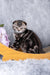 Raveline | Scottish Fold Kitten