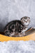 Raveline | Scottish Fold Kitten
