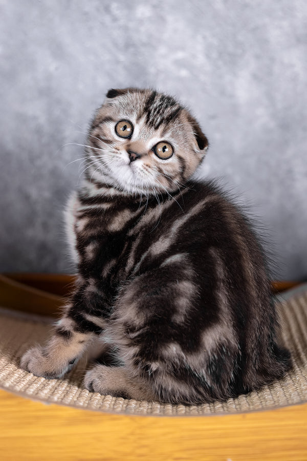 Raveline | Scottish Fold Kitten