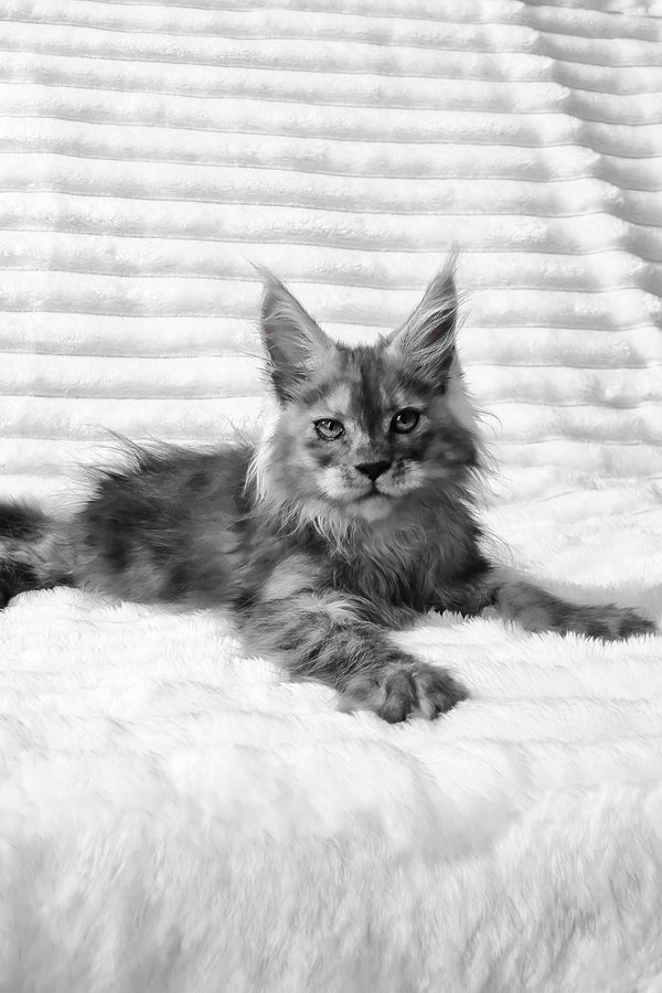 Raven | Maine Coon Kitten