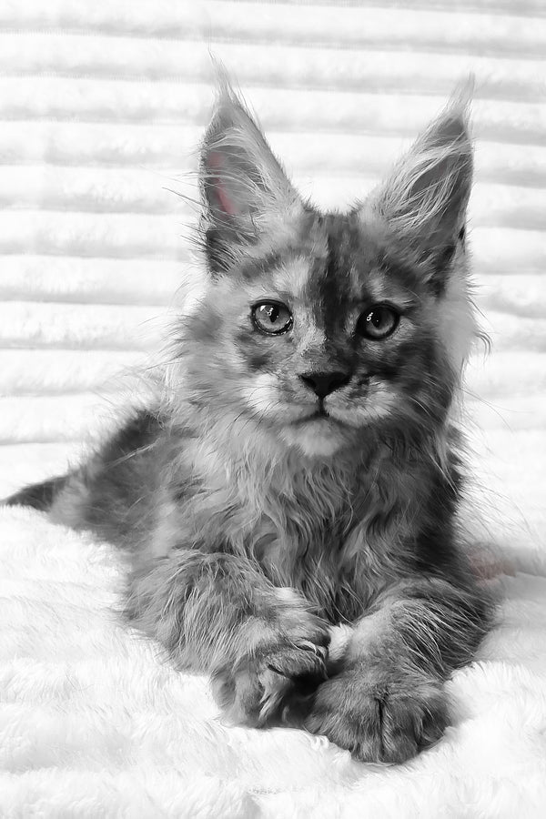 Raven | Maine Coon Kitten
