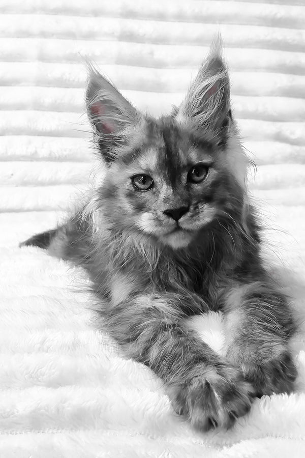 Raven | Maine Coon Kitten
