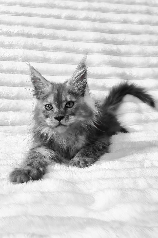 Raven | Maine Coon Kitten