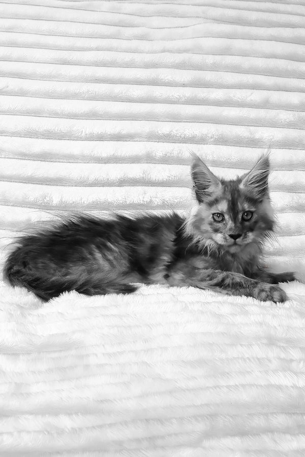 Raven | Maine Coon Kitten