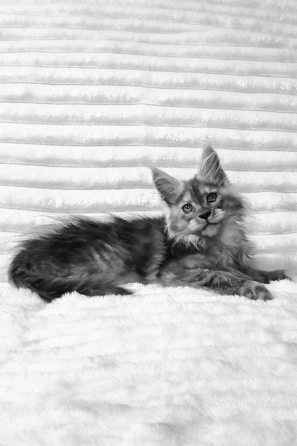 Raven | Maine Coon Kitten