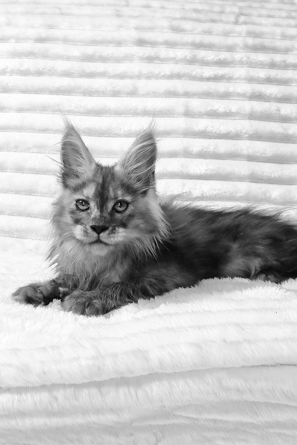 Raven | Maine Coon Kitten