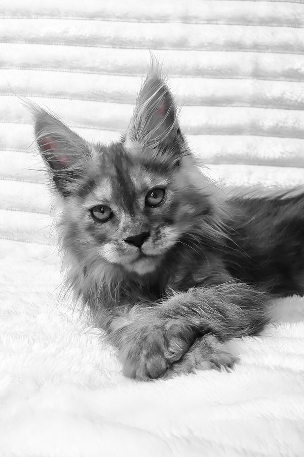 Raven | Maine Coon Kitten