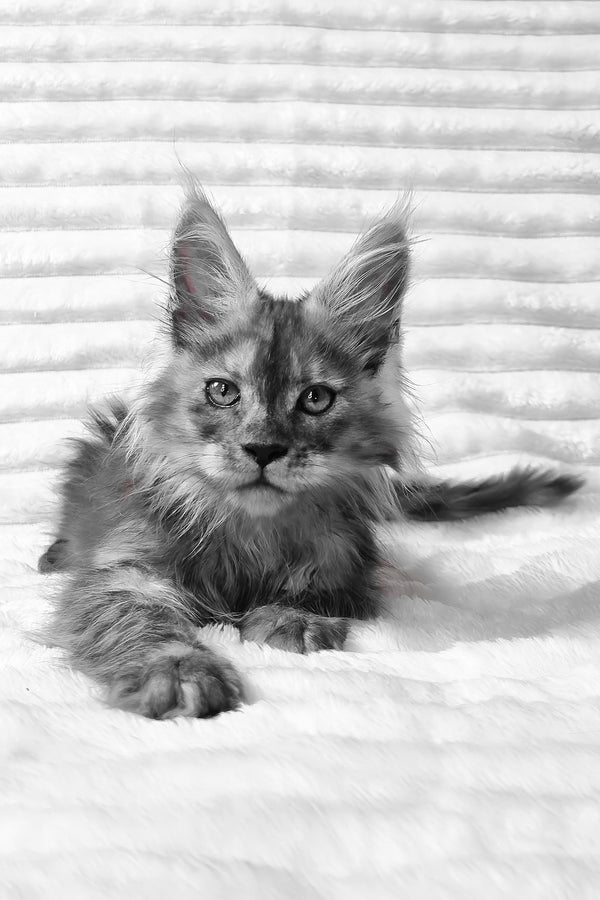 Raven | Maine Coon Kitten