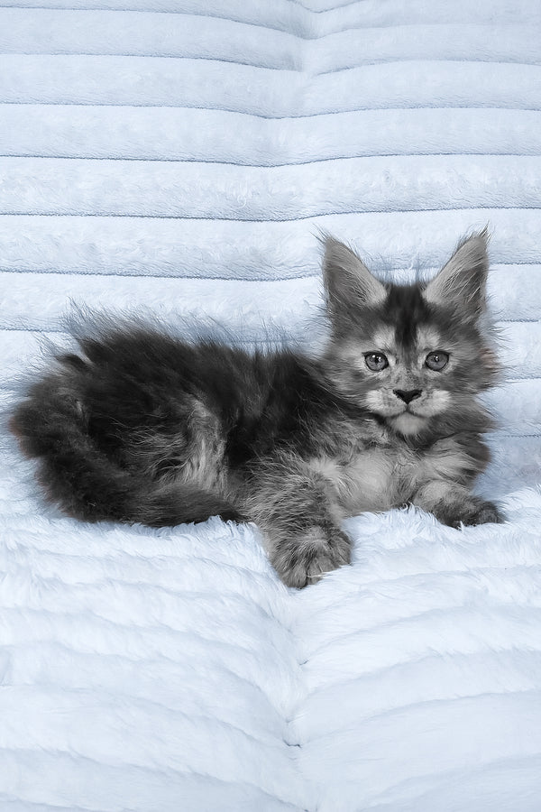 Reva | Maine Coon Kitten