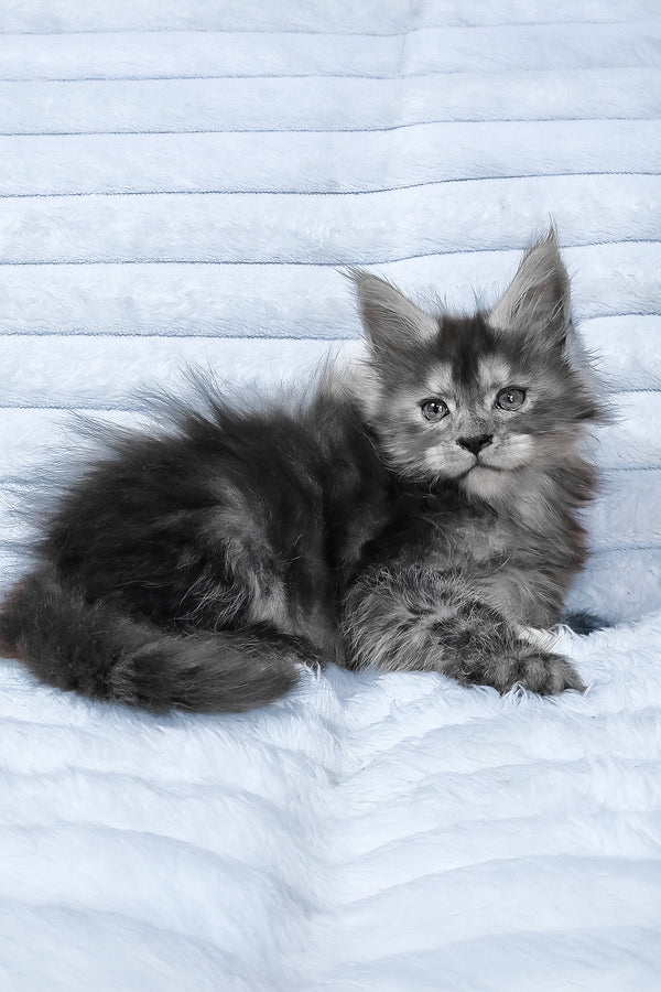 Reva | Maine Coon Kitten