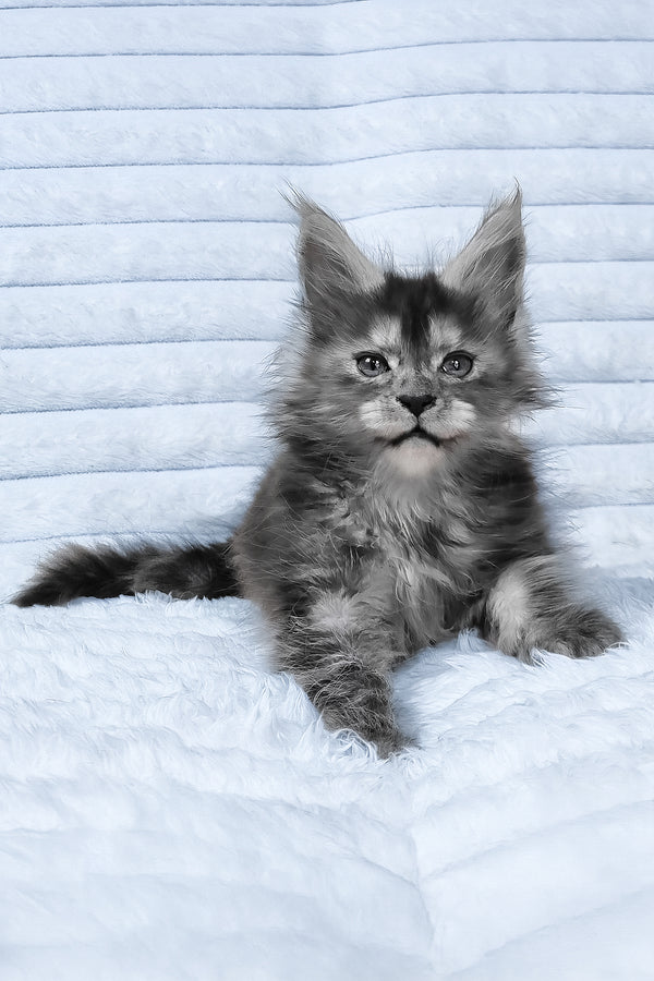 Reva | Maine Coon Kitten
