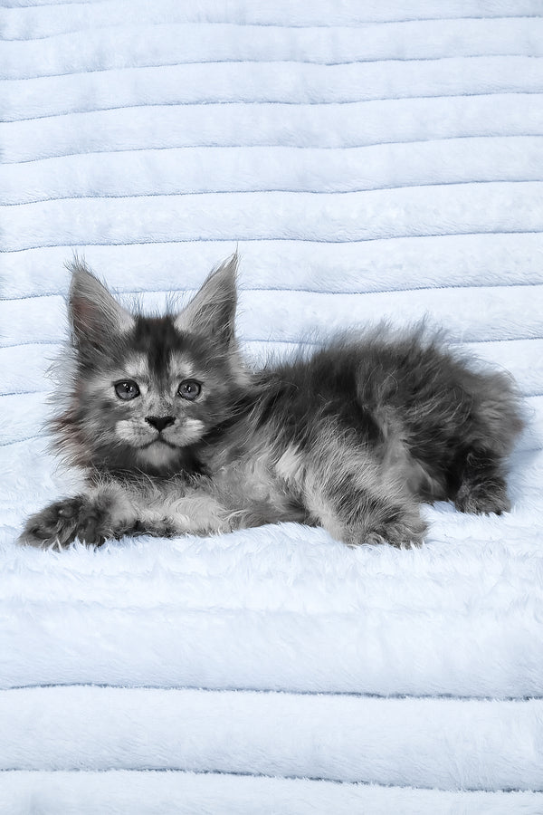 Reva | Maine Coon Kitten