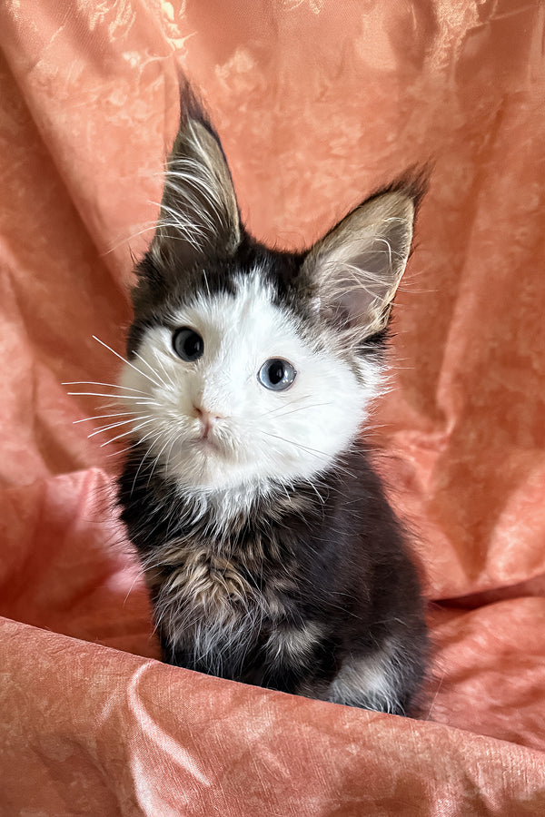 Ravyen | Maine Coon Kitten