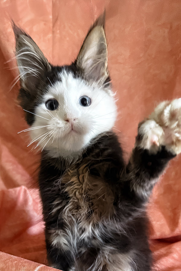 Ravyen | Maine Coon Kitten