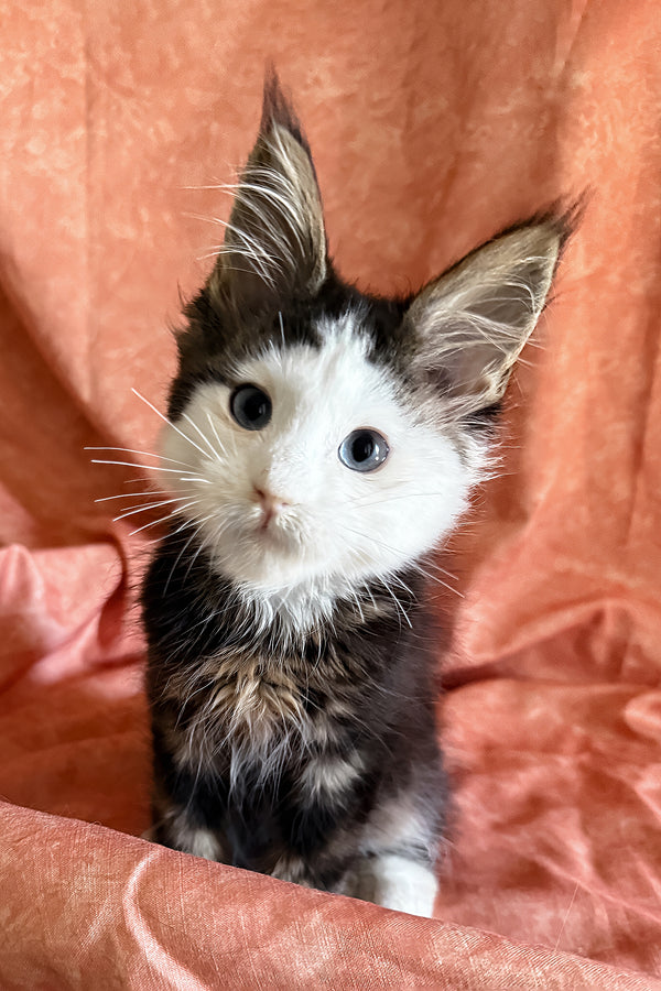 Ravyen | Maine Coon Kitten