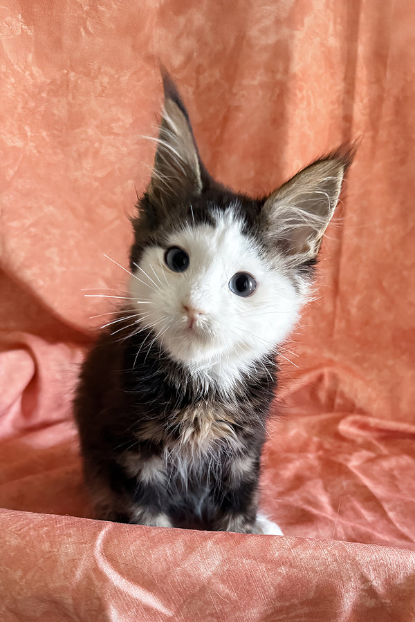 Ravyen | Maine Coon Kitten