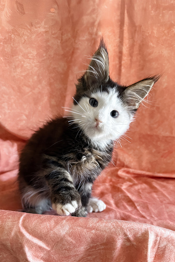 Ravyen | Maine Coon Kitten
