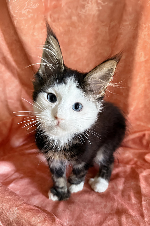 Ravyen | Maine Coon Kitten