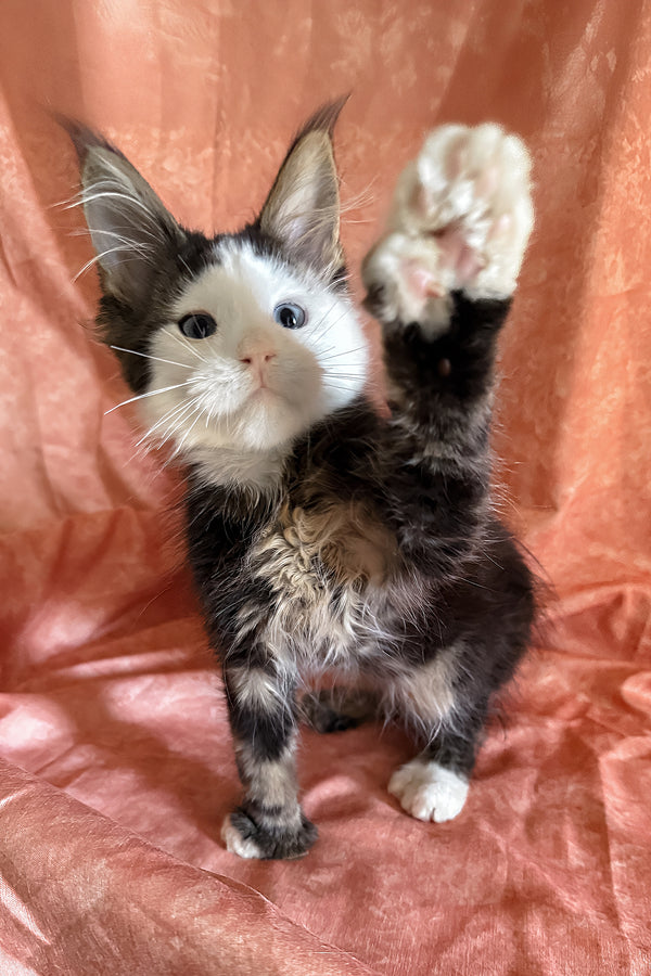 Ravyen | Maine Coon Kitten