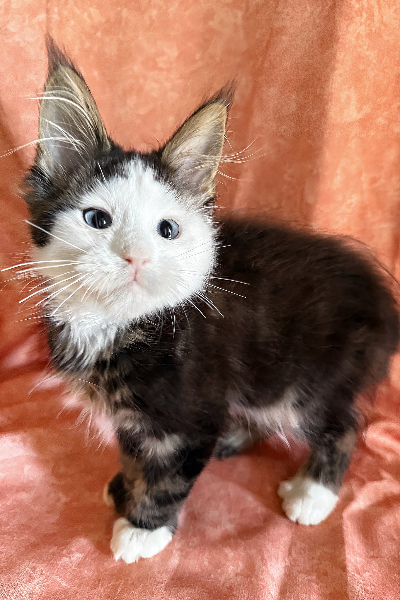 Ravyen Maine Coon Elegant Charm with Blue Eyes