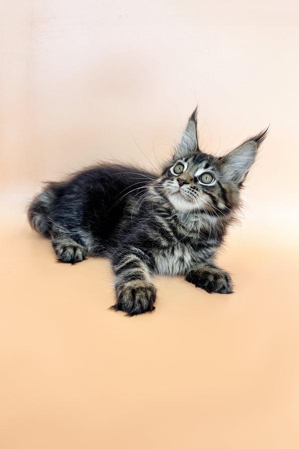 Raya | Maine Coon Kitten
