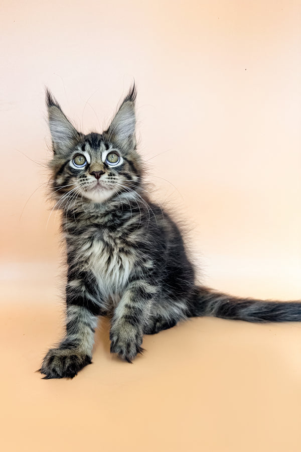 Raya | Maine Coon Kitten