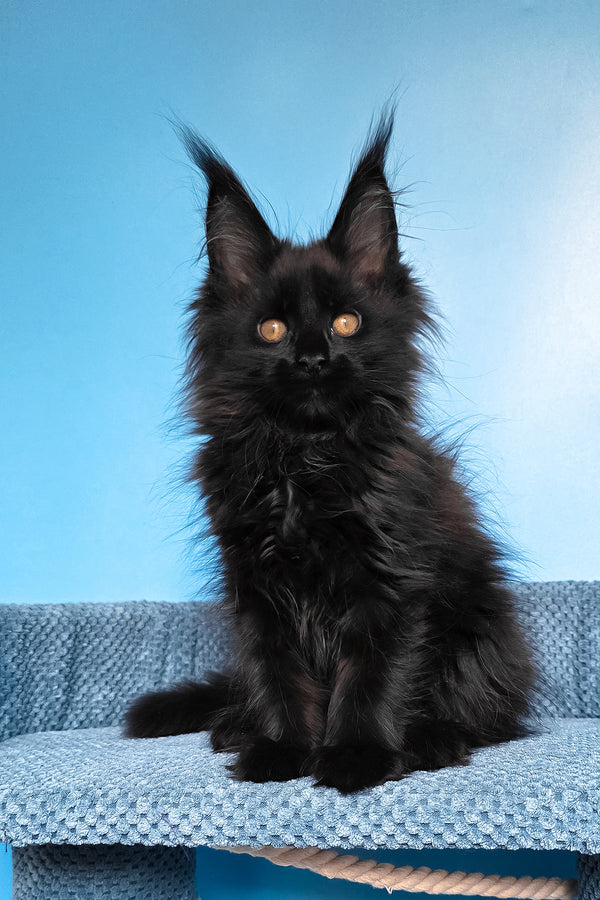 Regina | Maine Coon Kitten