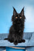 Regina | Maine Coon Kitten