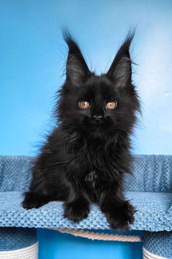 Regina | Maine Coon Kitten