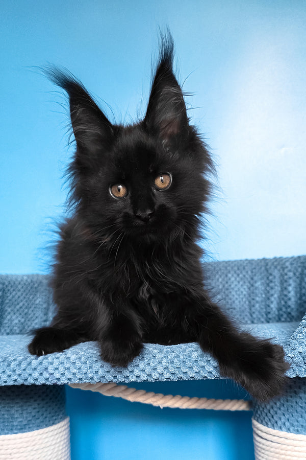 Regina | Maine Coon Kitten