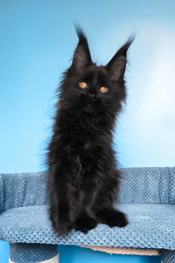 Regina | Maine Coon Kitten