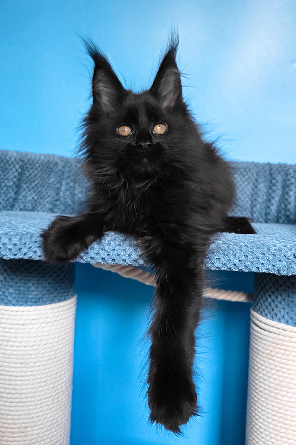 Regina | Maine Coon Kitten