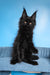 Regina | Maine Coon Kitten