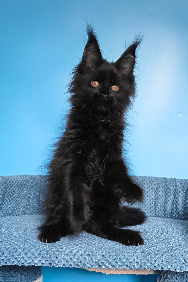 Regina | Maine Coon Kitten