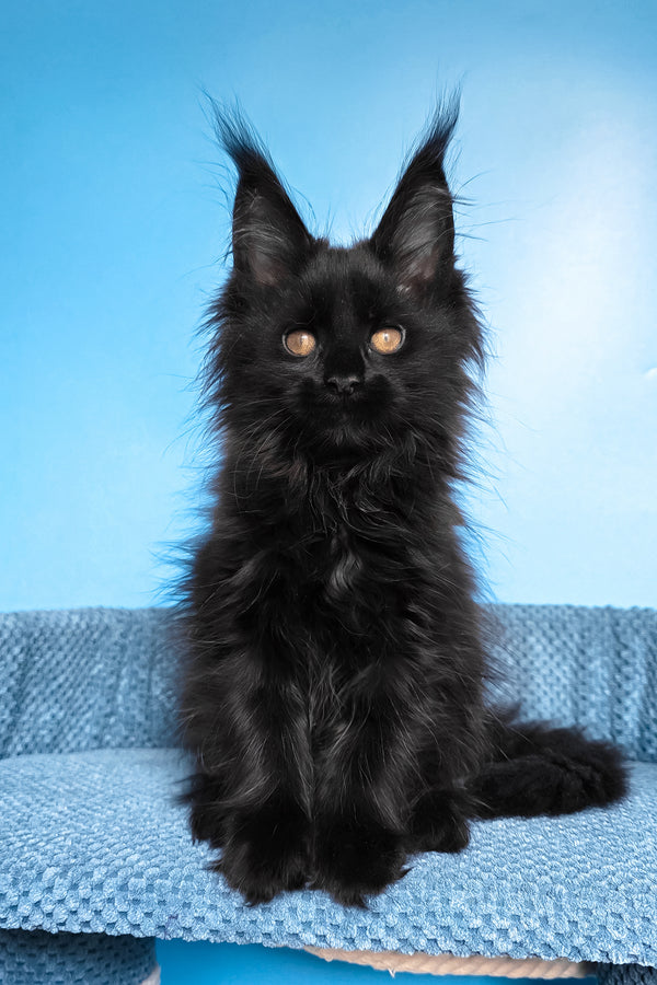 Regina | Maine Coon Kitten