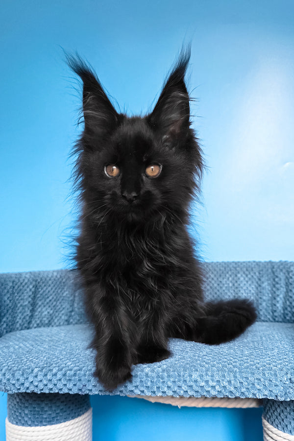 Regina | Maine Coon Kitten