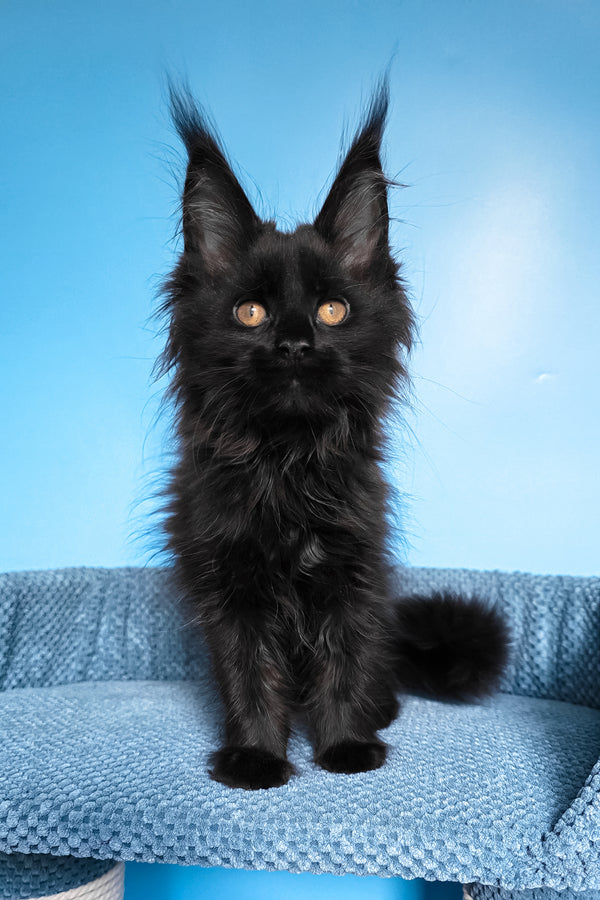 Regina | Maine Coon Kitten