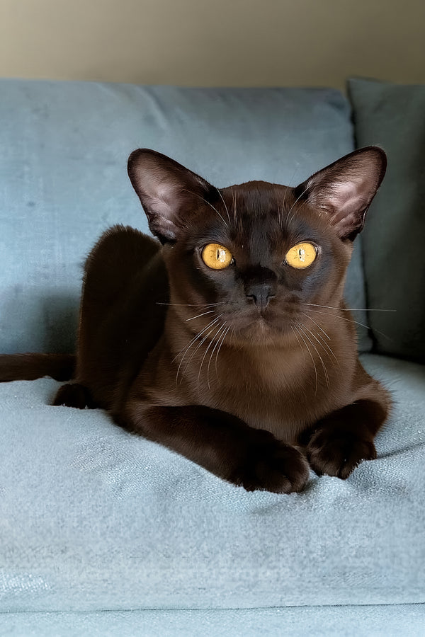 Relaks | European Burmese Kitten