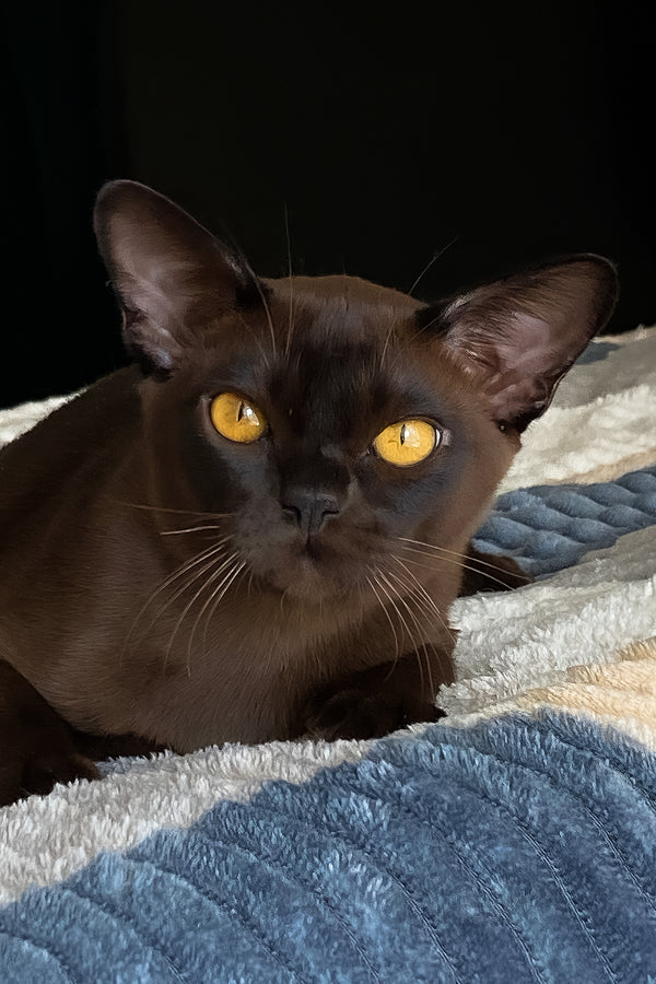 Relaks | European Burmese Kitten
