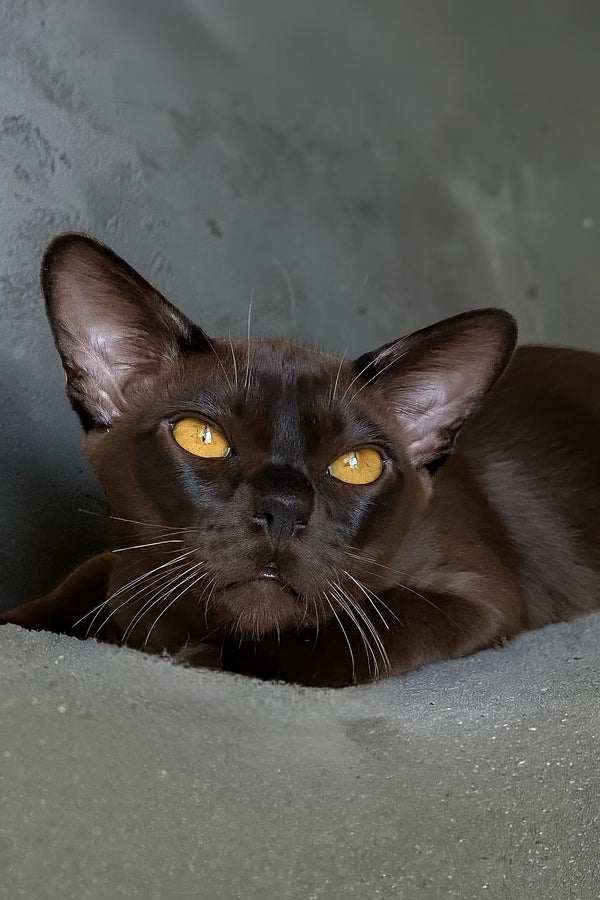 Relaks | European Burmese Kitten