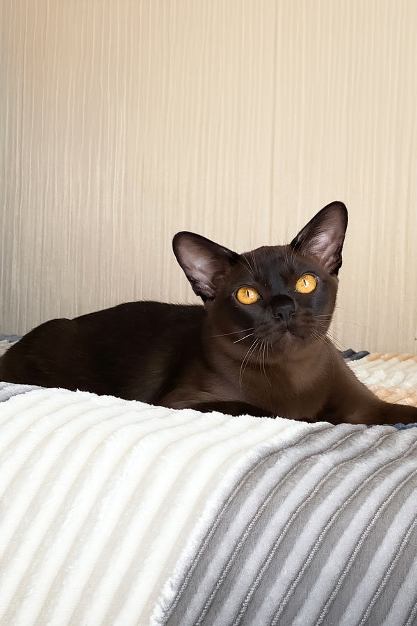 Relaks | European Burmese Kitten