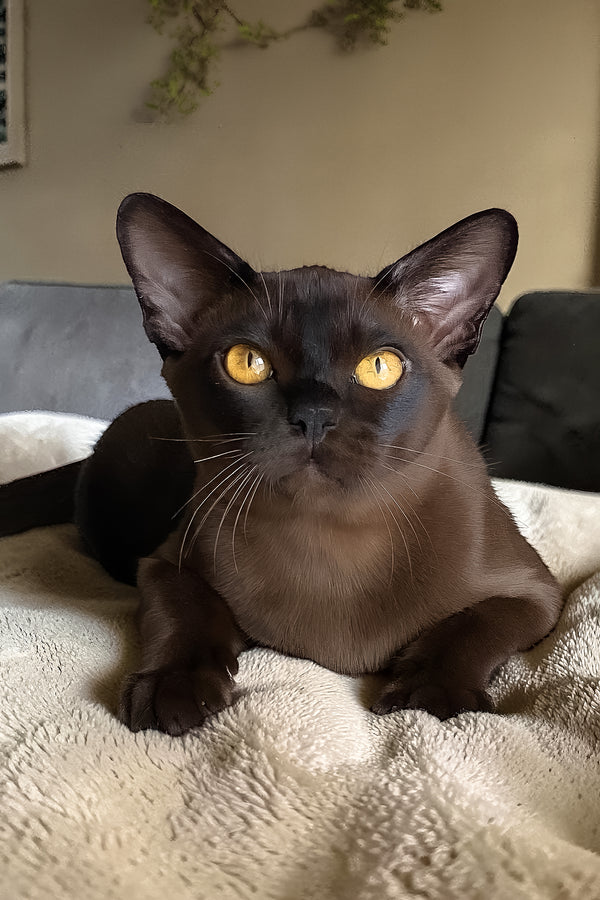 Relaks | European Burmese Kitten