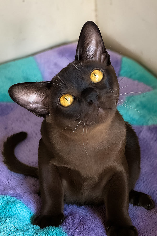 Relaks | European Burmese Kitten