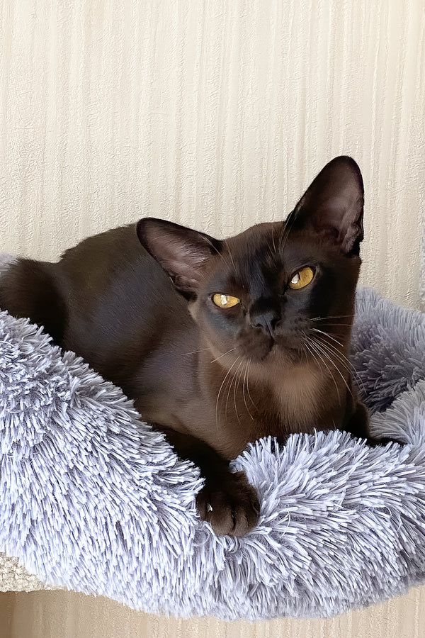 Relaks | European Burmese Kitten