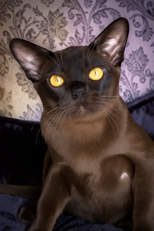 Relaks | European Burmese Kitten