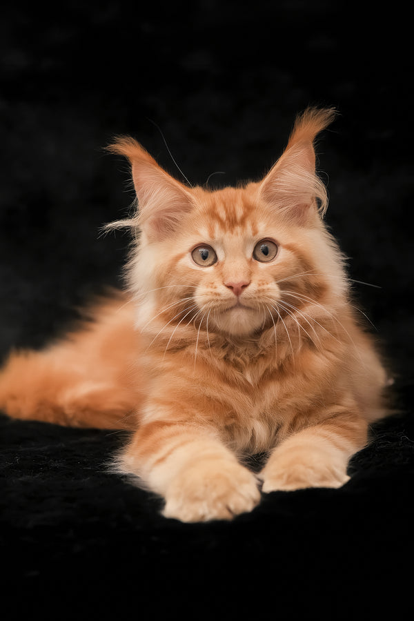 Rey | Maine Coon Kitten