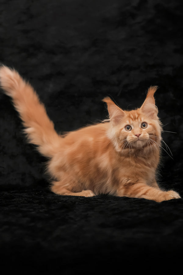 Rey | Maine Coon Kitten