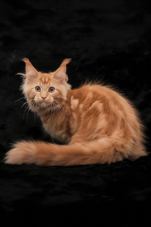 Rey | Maine Coon Kitten