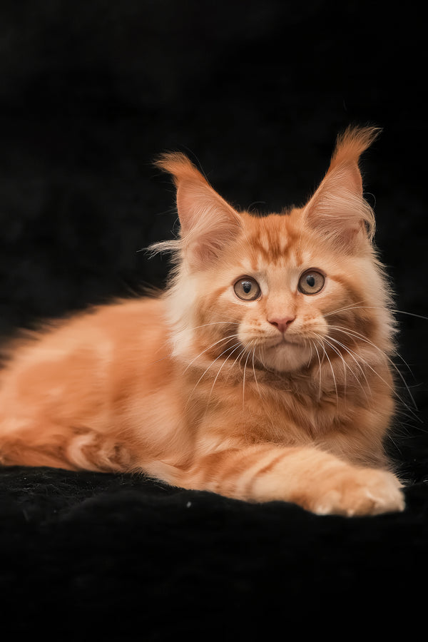 Rey | Maine Coon Kitten